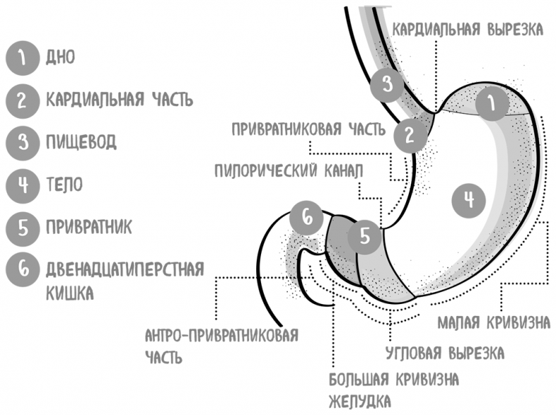 Иллюстрация к книге — Пищеварение. Как у вас с ним? Все о тесной взаимосвязи между нашим здоровьем и тем, что, сколько и когда мы едим [i_027.jpg]