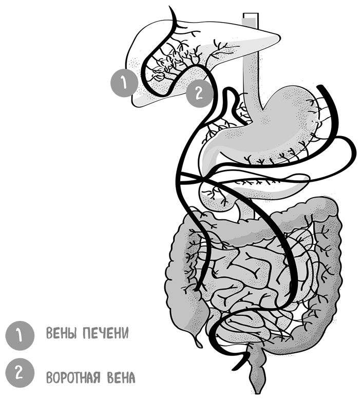 Иллюстрация к книге — Пищеварение. Как у вас с ним? Все о тесной взаимосвязи между нашим здоровьем и тем, что, сколько и когда мы едим [i_034.jpg]
