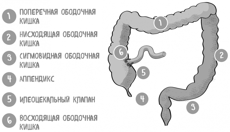 Иллюстрация к книге — Пищеварение. Как у вас с ним? Все о тесной взаимосвязи между нашим здоровьем и тем, что, сколько и когда мы едим [i_038.jpg]