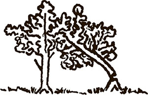 Иллюстрация к книге — Война в немецком тылу. Оккупационные власти против советских партизан. 1941—1944 [i_013.jpg]