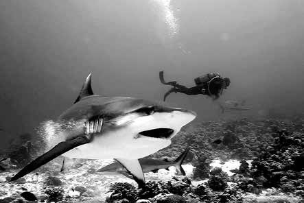 Иллюстрация к книге — Записки странствующего писателя о подводных погружениях и древних цивилизациях [i_023.jpg]