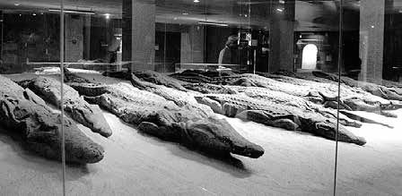 Иллюстрация к книге — Записки странствующего писателя о подводных погружениях и древних цивилизациях [i_049.jpg]