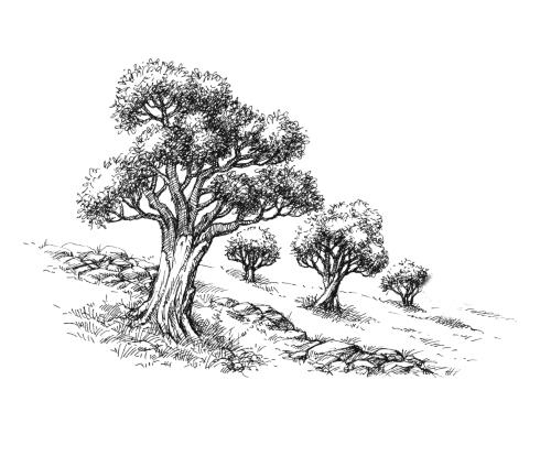 Иллюстрация к книге — Умбрия – зеленое сердце Италии. Тайна старого аббатства и печенье святого Франциска [i_033.jpg]