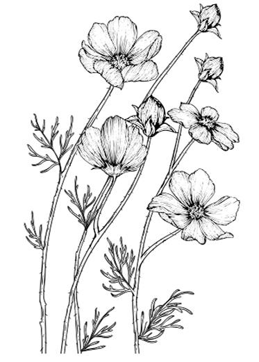 Иллюстрация к книге — Умбрия – зеленое сердце Италии. Тайна старого аббатства и печенье святого Франциска [i_050.jpg]