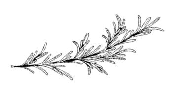 Иллюстрация к книге — Умбрия – зеленое сердце Италии. Тайна старого аббатства и печенье святого Франциска [i_085.jpg]