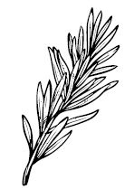 Иллюстрация к книге — Умбрия – зеленое сердце Италии. Тайна старого аббатства и печенье святого Франциска [i_088.jpg]