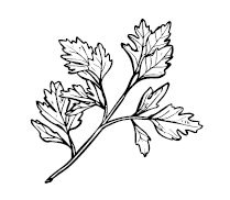 Иллюстрация к книге — Умбрия – зеленое сердце Италии. Тайна старого аббатства и печенье святого Франциска [i_095.jpg]