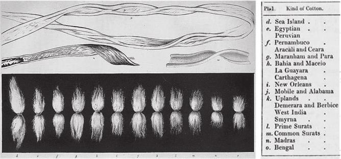 Иллюстрация к книге — Индийский хлопок и британский интерес. Овеществленная политика в колониальную эпоху [i_037.jpg]