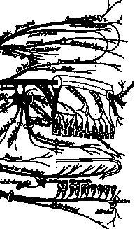 Иллюстрация к книге — По голове себе постучи. Вся правда о мигрени и другой головной боли [i_018.jpg]