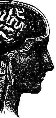 Иллюстрация к книге — По голове себе постучи. Вся правда о мигрени и другой головной боли [i_028.jpg]