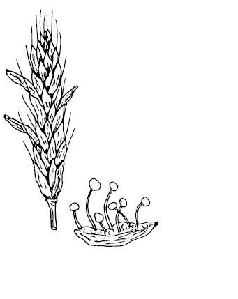 Иллюстрация к книге — По голове себе постучи. Вся правда о мигрени и другой головной боли [i_033.jpg]