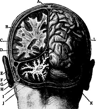 Иллюстрация к книге — По голове себе постучи. Вся правда о мигрени и другой головной боли [i_041.jpg]