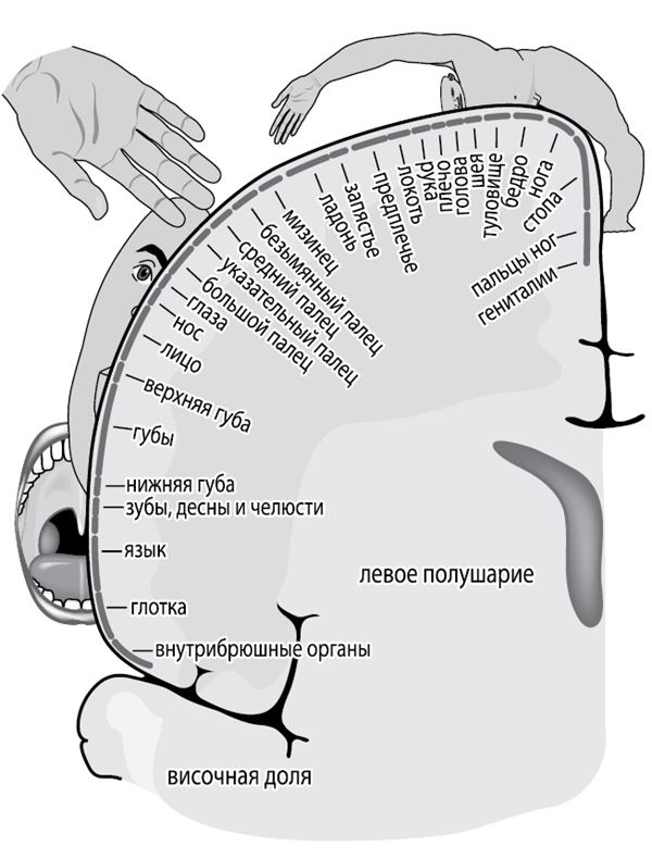 Иллюстрация к книге — По голове себе постучи. Вся правда о мигрени и другой головной боли [i_044.jpg]