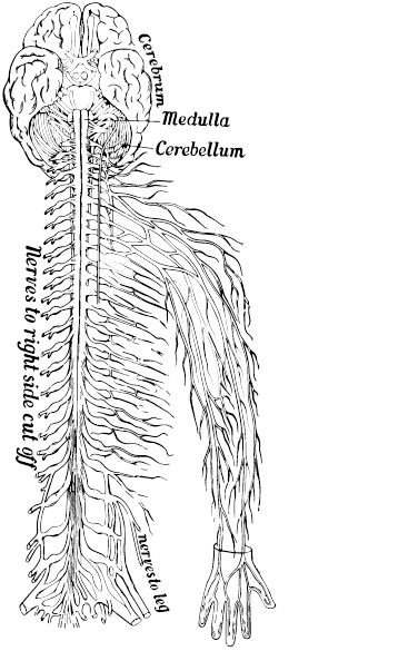 Иллюстрация к книге — По голове себе постучи. Вся правда о мигрени и другой головной боли [i_082.jpg]