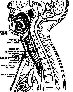 Иллюстрация к книге — По голове себе постучи. Вся правда о мигрени и другой головной боли [i_089.jpg]