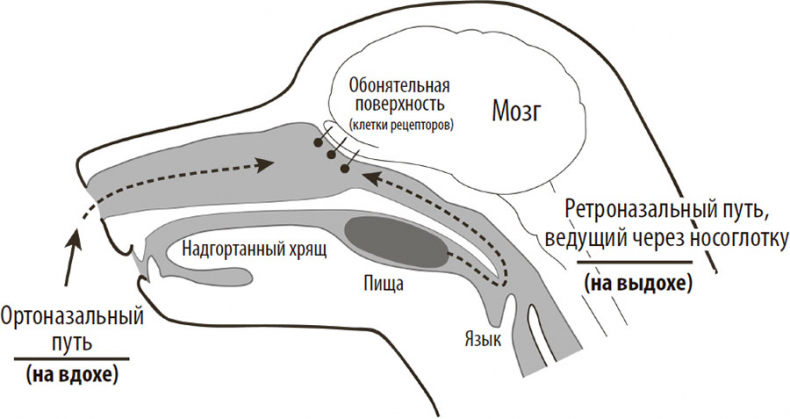 Иллюстрация к книге — Нейрогастрономия. Почему мозг создает вкус еды и как этим управлять [i_007.jpg]