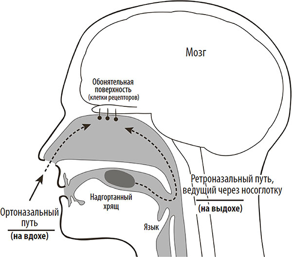 Иллюстрация к книге — Нейрогастрономия. Почему мозг создает вкус еды и как этим управлять [i_008.jpg]