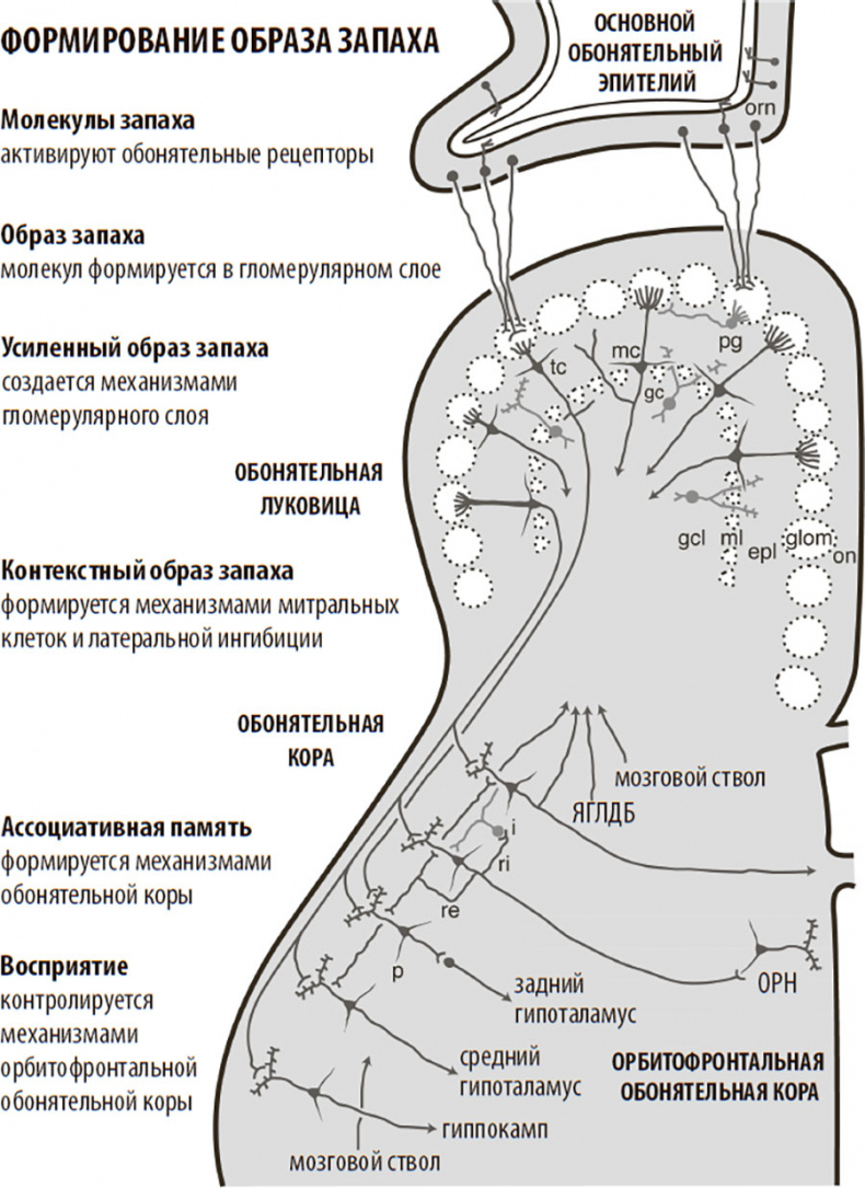 Иллюстрация к книге — Нейрогастрономия. Почему мозг создает вкус еды и как этим управлять [i_029.jpg]
