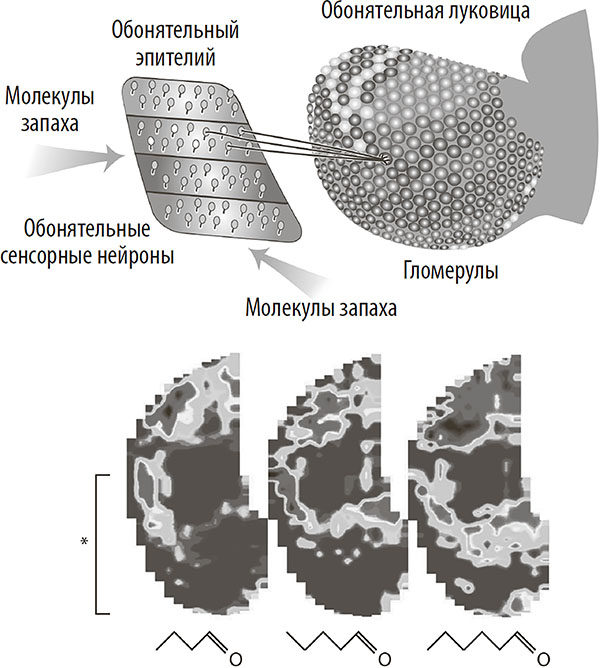Иллюстрация к книге — Нейрогастрономия. Почему мозг создает вкус еды и как этим управлять [i_031.jpg]