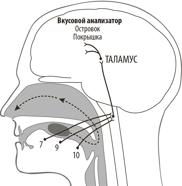 Иллюстрация к книге — Нейрогастрономия. Почему мозг создает вкус еды и как этим управлять [i_040.jpg]