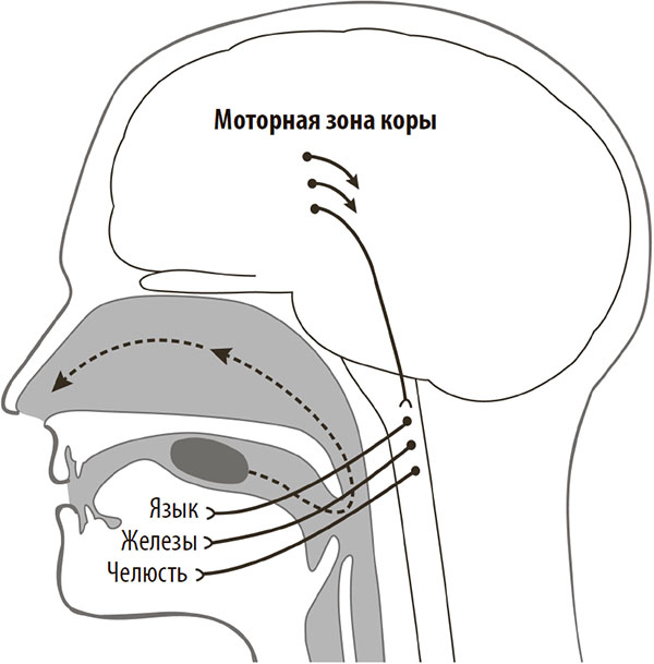 Иллюстрация к книге — Нейрогастрономия. Почему мозг создает вкус еды и как этим управлять [i_048.jpg]