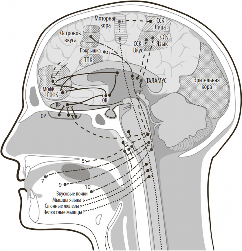 Иллюстрация к книге — Нейрогастрономия. Почему мозг создает вкус еды и как этим управлять [i_050.jpg]