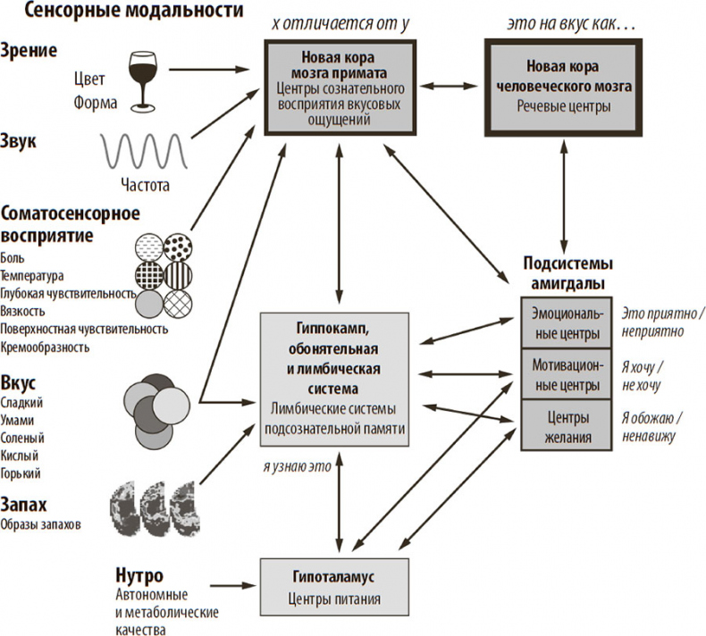 Иллюстрация к книге — Нейрогастрономия. Почему мозг создает вкус еды и как этим управлять [i_051.jpg]
