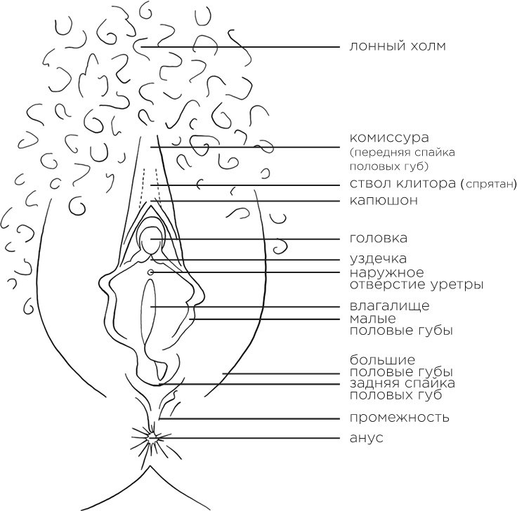 Иллюстрация к книге — Она кончает первой. Как доставить женщине наслаждение [i_001.jpg]