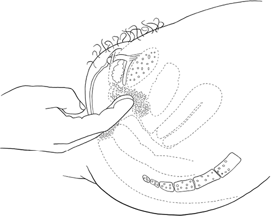 Иллюстрация к книге — Она кончает первой. Как доставить женщине наслаждение [i_006.jpg]