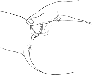 Иллюстрация к книге — Она кончает первой. Как доставить женщине наслаждение [i_016.jpg]