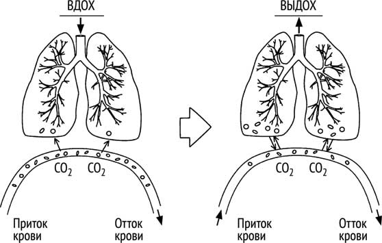 Иллюстрация к книге — Ледяной человек. Сверхвозможности вашего организма [i_007.jpg]