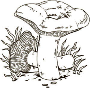 Иллюстрация к книге — Тайные знаки природы. Как стать погодным детективом и читать приметы [i_018.jpg]