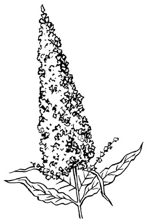 Иллюстрация к книге — Комната бабочек [i_003.jpg]