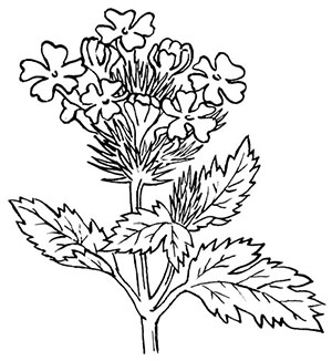 Иллюстрация к книге — Комната бабочек [i_005.jpg]