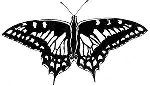 Иллюстрация к книге — Комната бабочек [i_006.jpg]