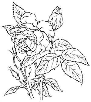 Иллюстрация к книге — Комната бабочек [i_010.jpg]