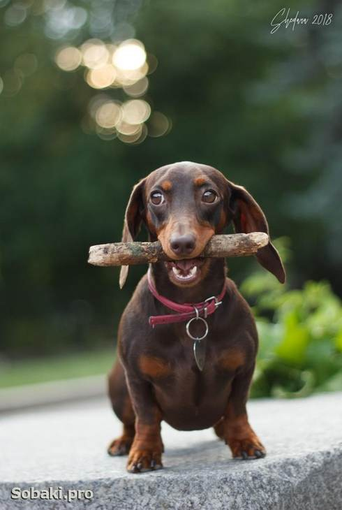 Иллюстрация к книге — Хороший день для зомби-апокалипсиса [i_024.jpg]