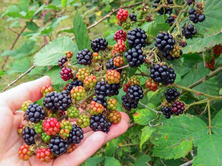 Иллюстрация к книге — Хороший день для зомби-апокалипсиса [i_057.jpg]