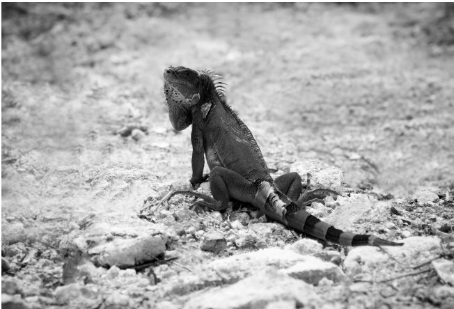 Иллюстрация к книге — Мой генерал Торрихос [i_031.jpg]