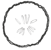 Иллюстрация к книге — Время переменных. Математический анализ в безумном мире [i_219.jpg]