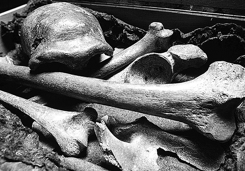 Иллюстрация к книге — Остались одни. Единственный вид людей на земле [i_013.jpg]