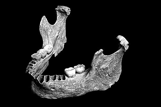 Иллюстрация к книге — Остались одни. Единственный вид людей на земле [i_015.jpg]