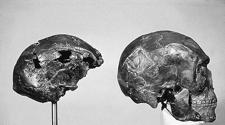 Иллюстрация к книге — Остались одни. Единственный вид людей на земле [i_040.jpg]