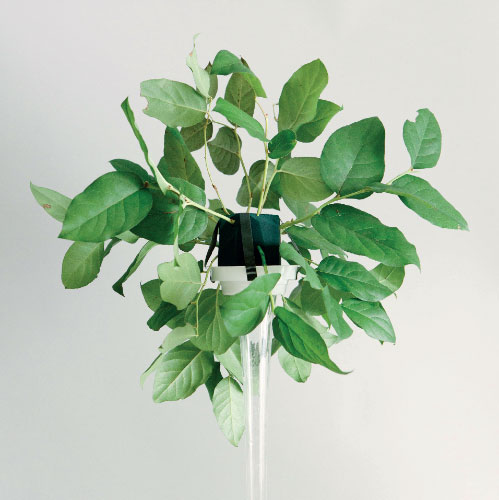 Иллюстрация к книге — Цветочная мастерская. Первая книга начинающего флориста [i_051.jpg]