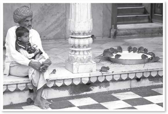 Иллюстрация к книге — Всемирная история глазами кошек [i_023.jpg]