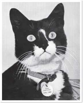 Иллюстрация к книге — Всемирная история глазами кошек [i_059.jpg]