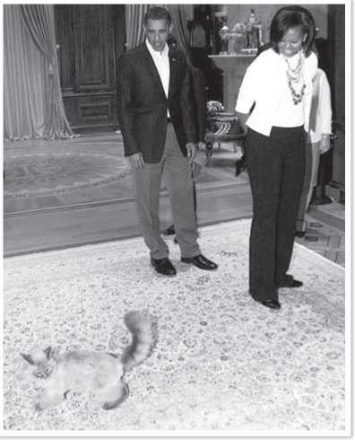 Иллюстрация к книге — Всемирная история глазами кошек [i_078.jpg]