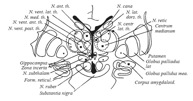 Иллюстрация к книге — Эмоциональный мозг [i_028.jpg]