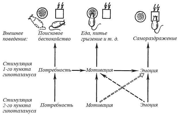 Иллюстрация к книге — Эмоциональный мозг [i_031.jpg]