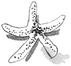 Иллюстрация к книге — Лампёшка [i_051.jpg]